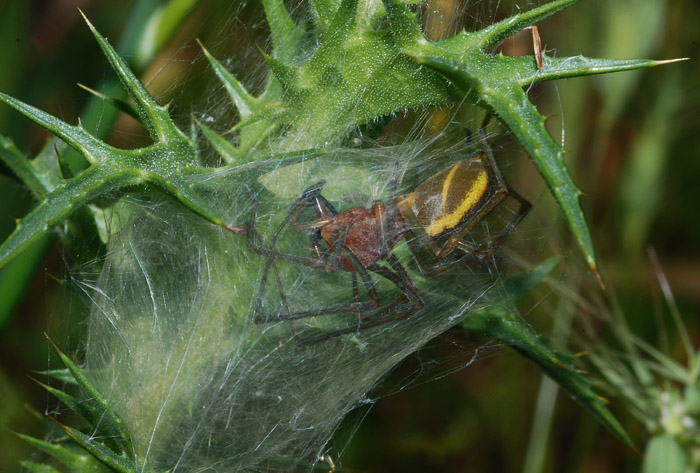 Cheiracanthium sp.